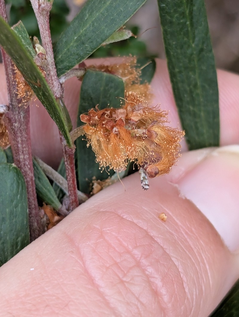Acacia mucronata subsp. dependens