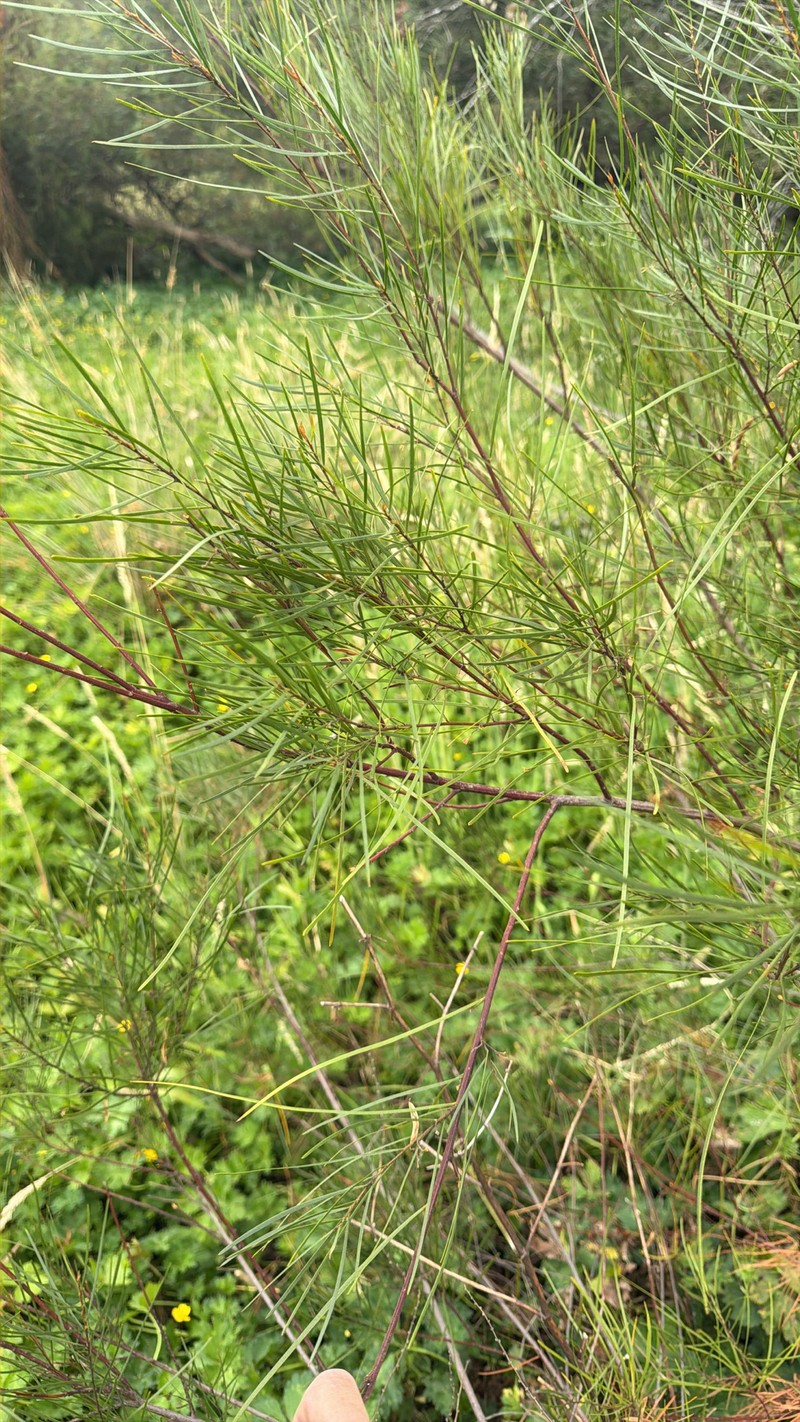 Acacia mucronata subsp. longifolia