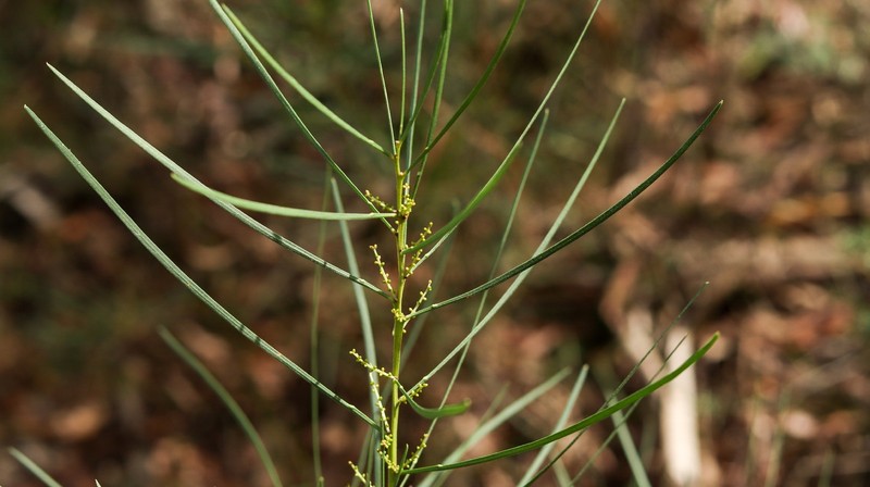 Acacia mucronata subsp. longifolia photo 2