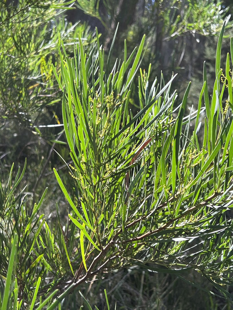 Acacia mucronata subsp. longifolia photo 3