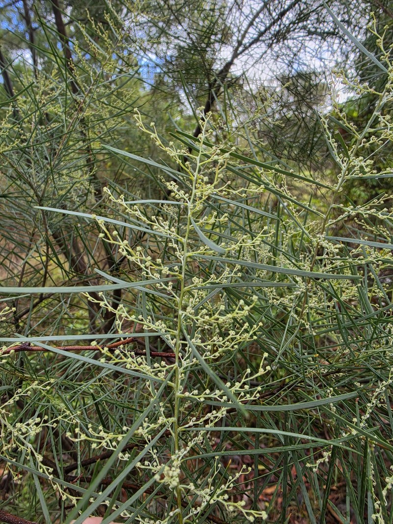 Acacia mucronata subsp. longifolia photo 4