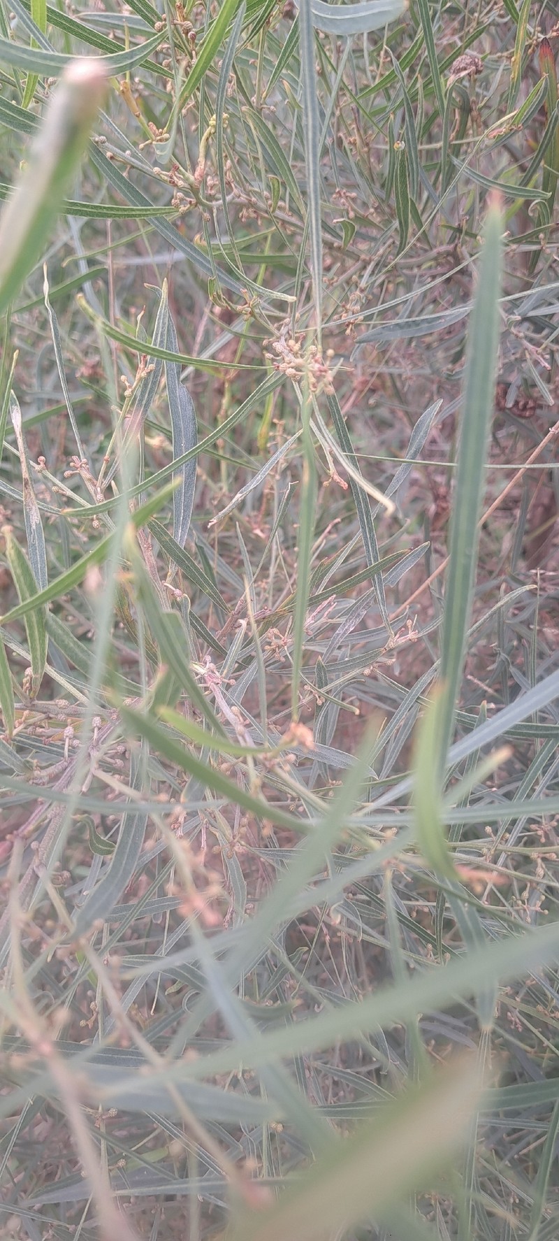 Acacia mucronata subsp. longifolia photo 5