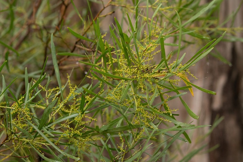 Acacia mucronata subsp. longifolia photo 6