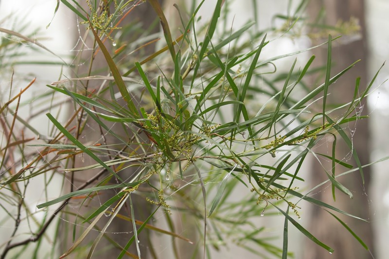 Acacia mucronata subsp. longifolia photo 7