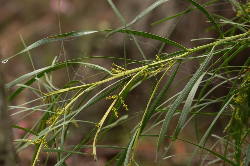 Acacia mucronata subsp. longifolia photo 8
