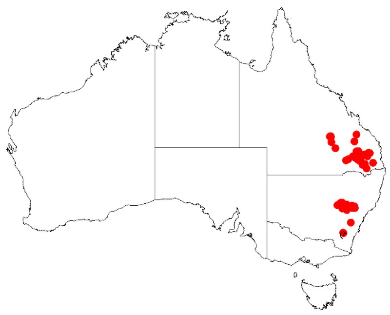 Acacia muelleriana
