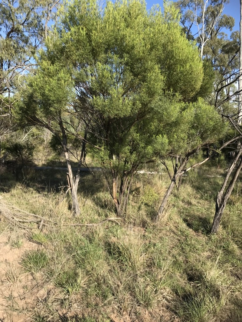 Acacia muelleriana photo 2