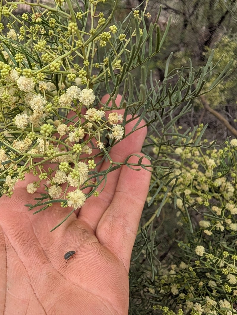 Acacia muelleriana photo 3