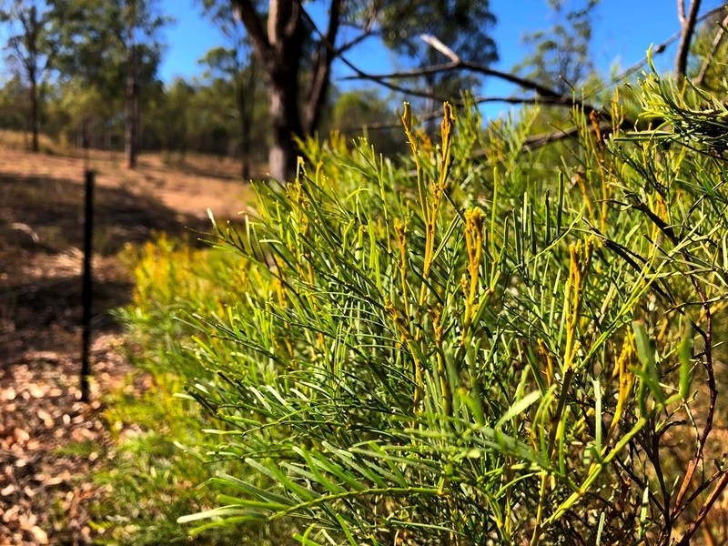 Acacia muelleriana photo 4