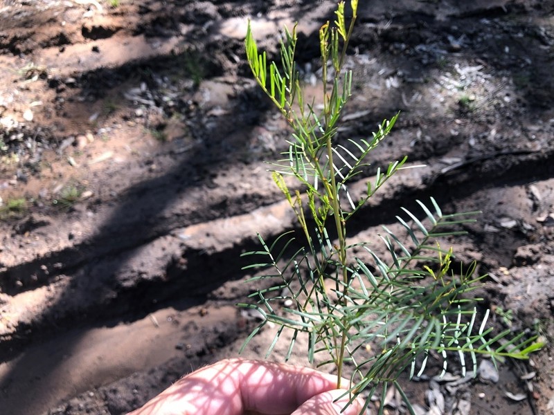 Acacia muelleriana photo 5
