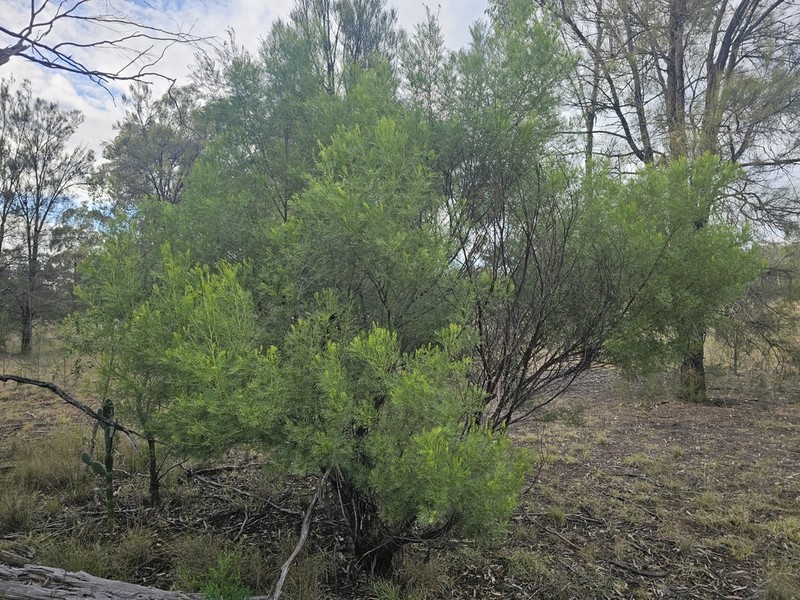 Acacia muelleriana photo 6