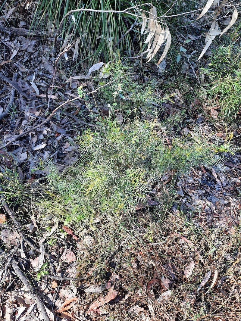 Acacia muelleriana photo 7