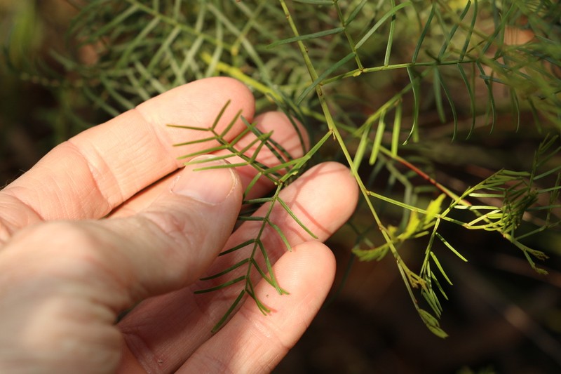 Acacia muelleriana photo 8