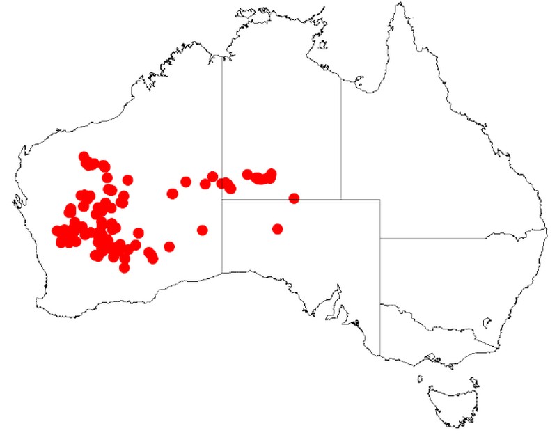 Acacia mulganeura