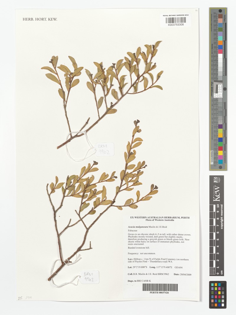 Acacia mulganeura photo 2