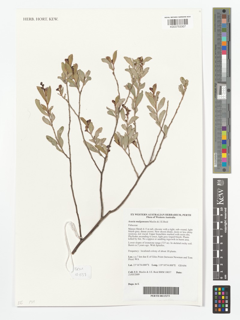 Acacia mulganeura photo 3