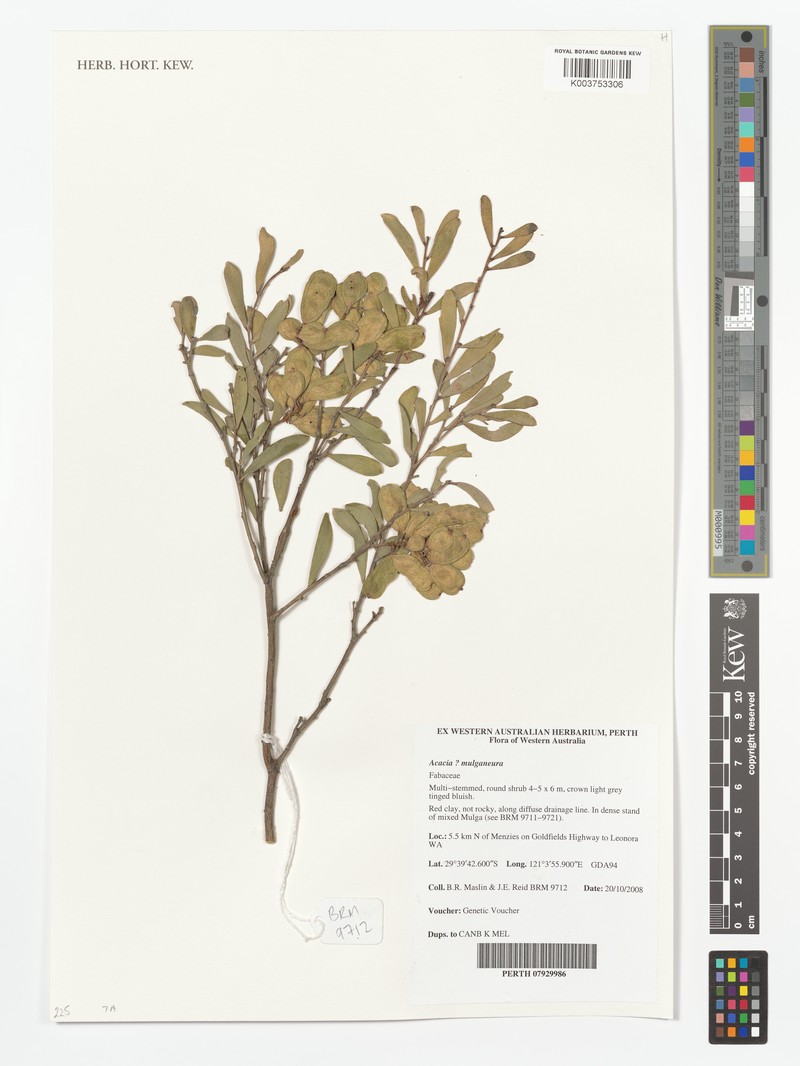 Acacia mulganeura photo 4