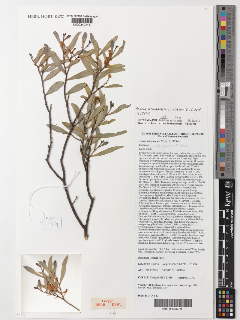 Acacia mulganeura photo 5