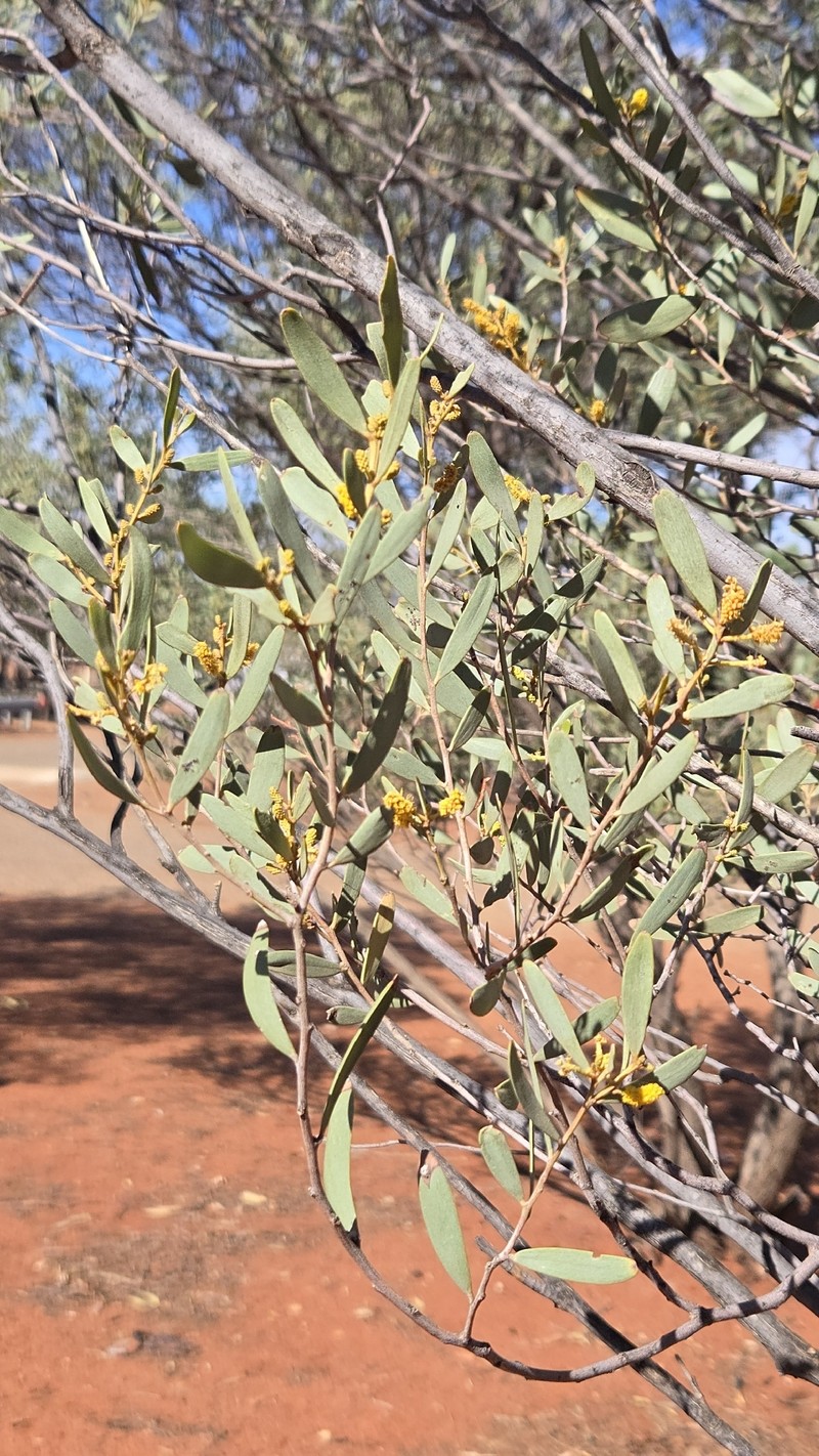 Acacia mulganeura photo 7
