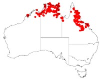 Acacia multisiliqua