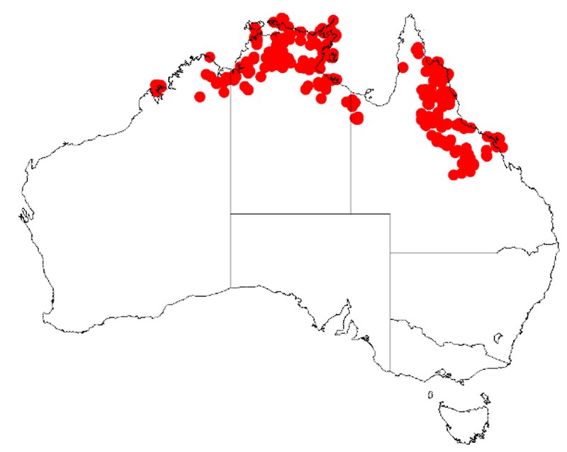 Acacia multisiliqua