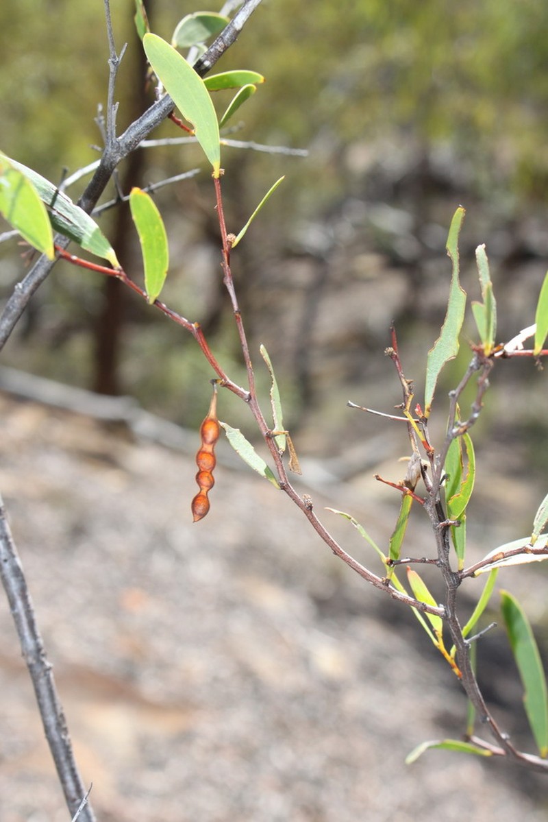 Acacia multisiliqua photo 2