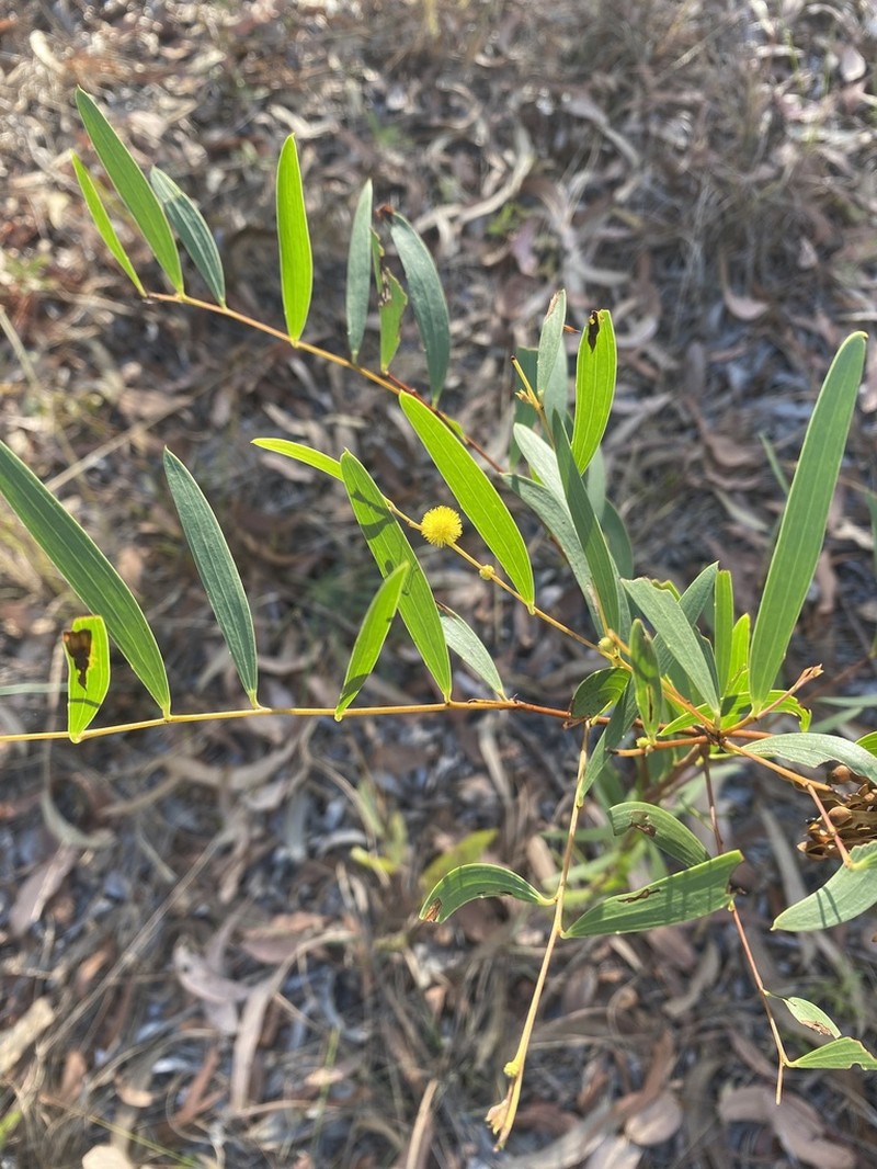 Acacia multisiliqua photo 3