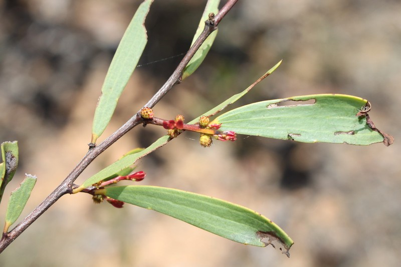 Acacia multisiliqua photo 4