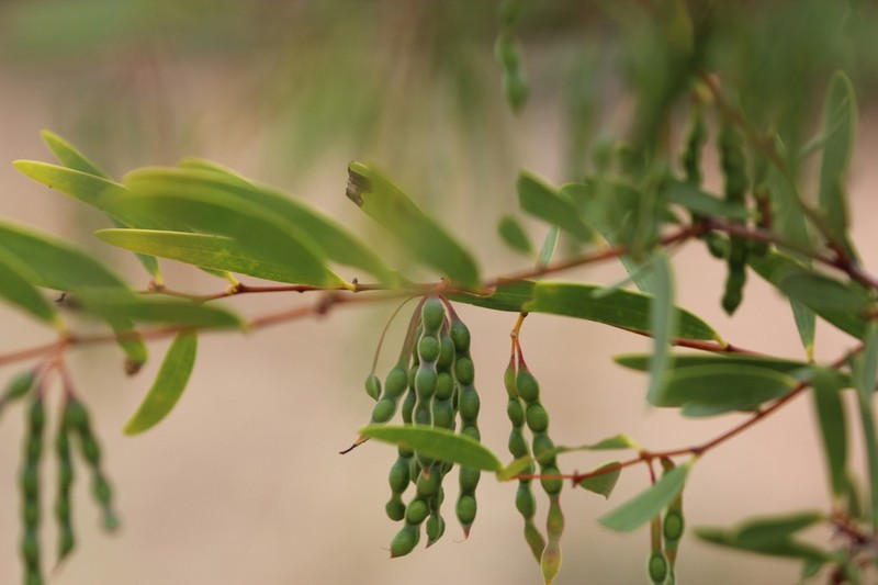 Acacia multisiliqua photo 5