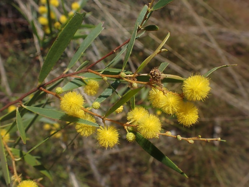 Acacia multisiliqua photo 6