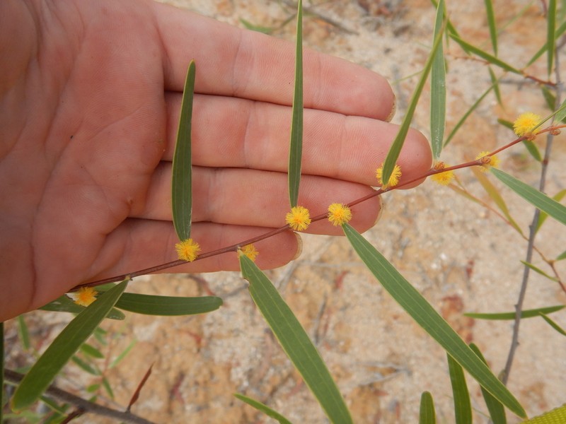 Acacia multisiliqua photo 7