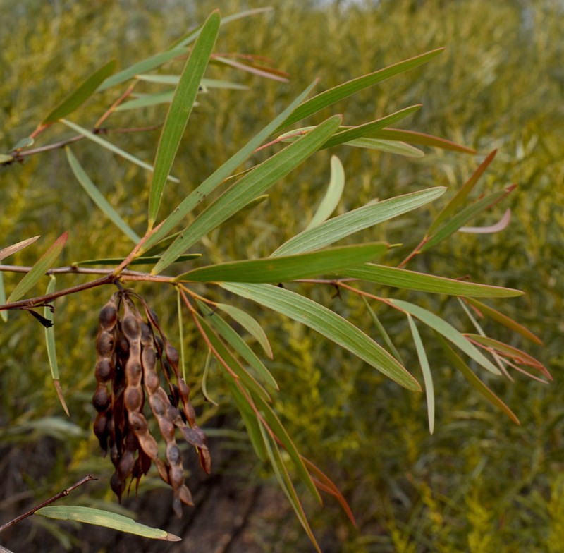 Acacia multisiliqua photo 8