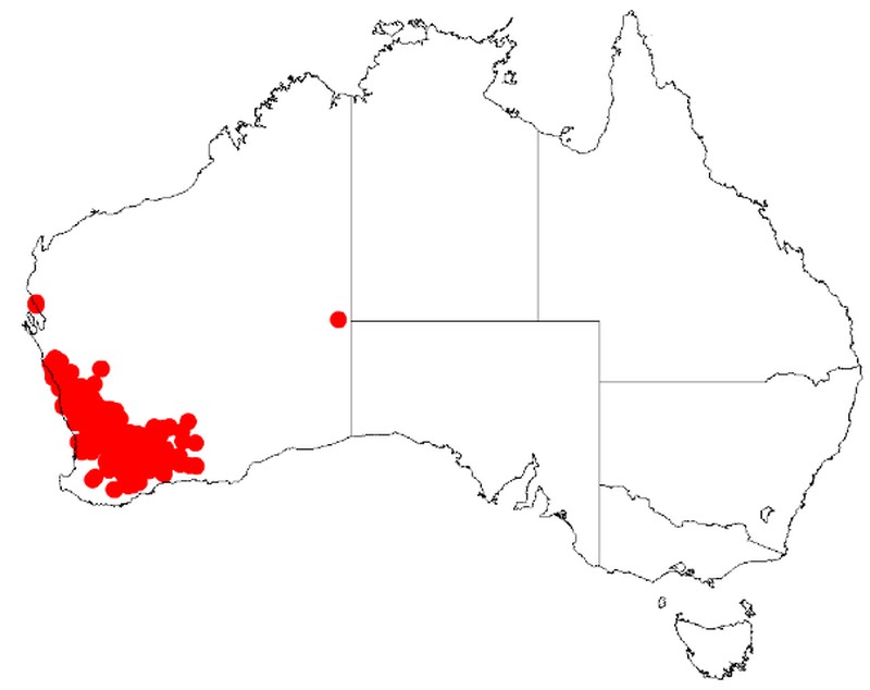 Acacia multispicata