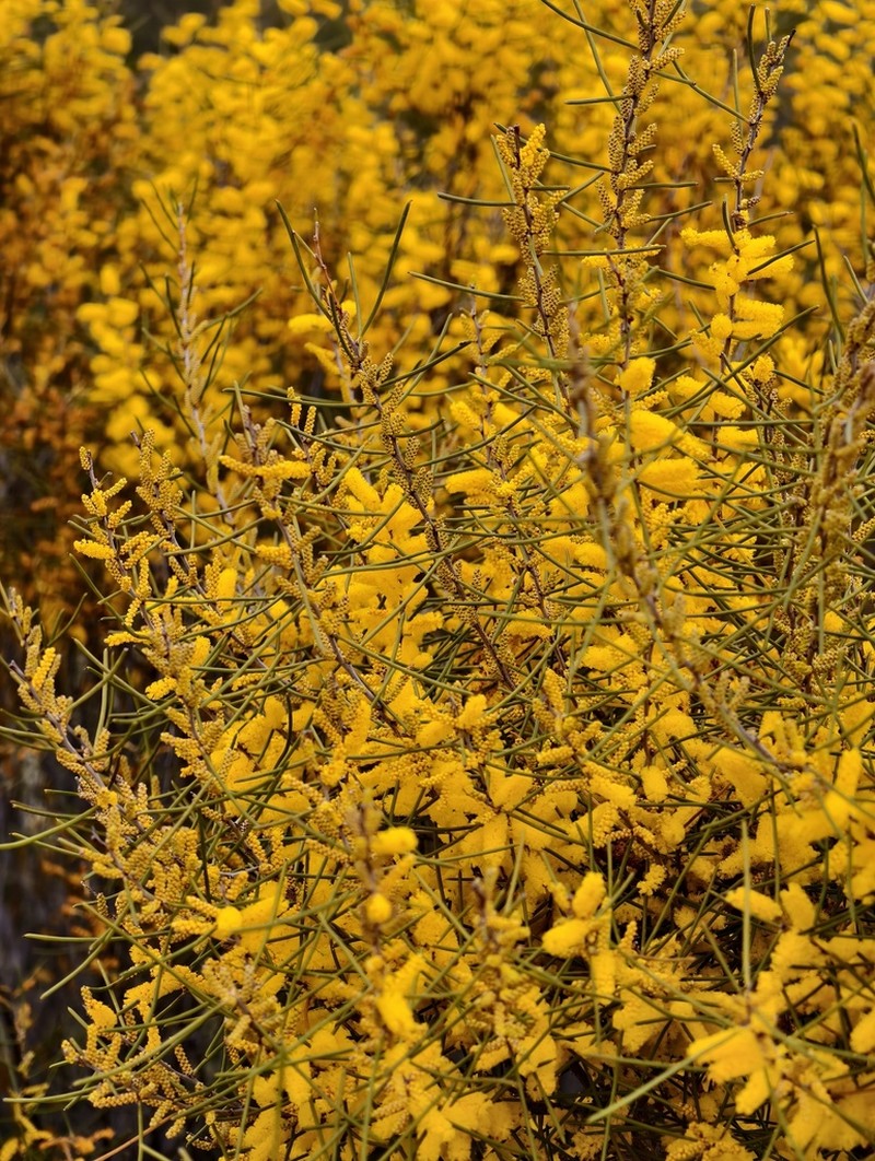 Acacia multispicata photo 2