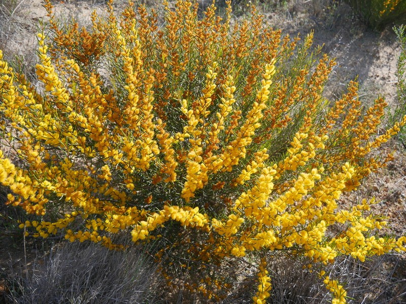 Acacia multispicata photo 3