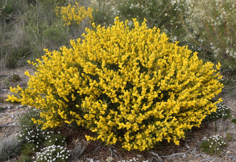 Acacia multispicata photo 4