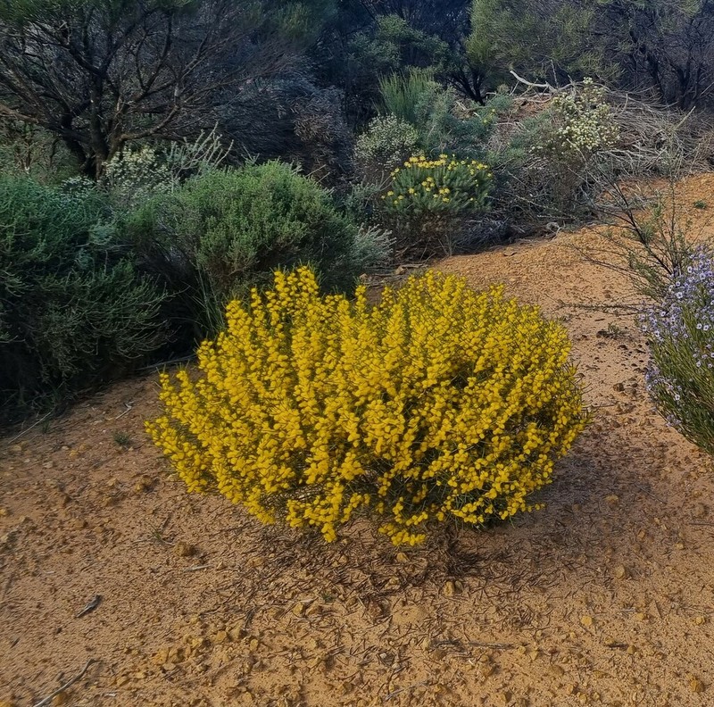 Acacia multispicata photo 5