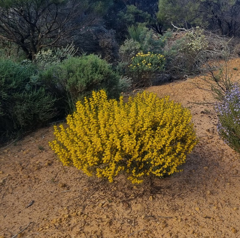 Acacia multispicata photo 6