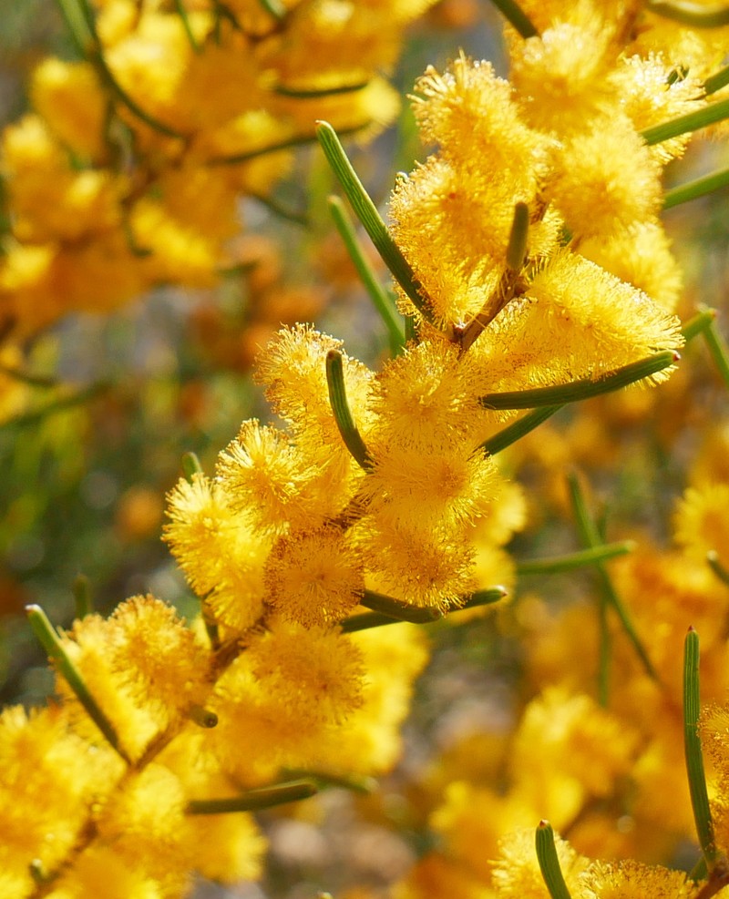 Acacia multispicata photo 7