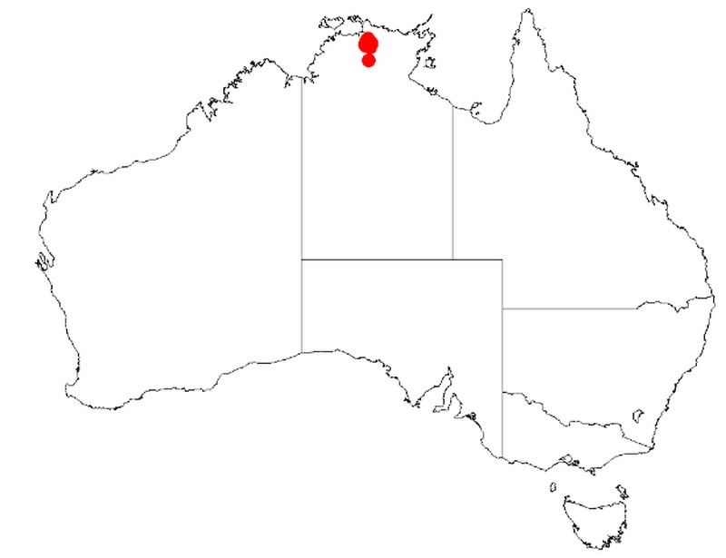 Acacia multistipulosa