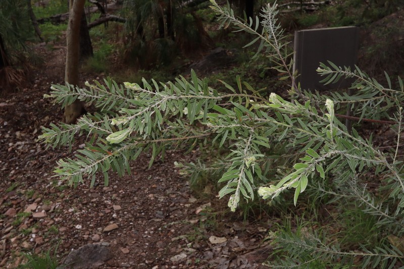 Acacia multistipulosa photo 2