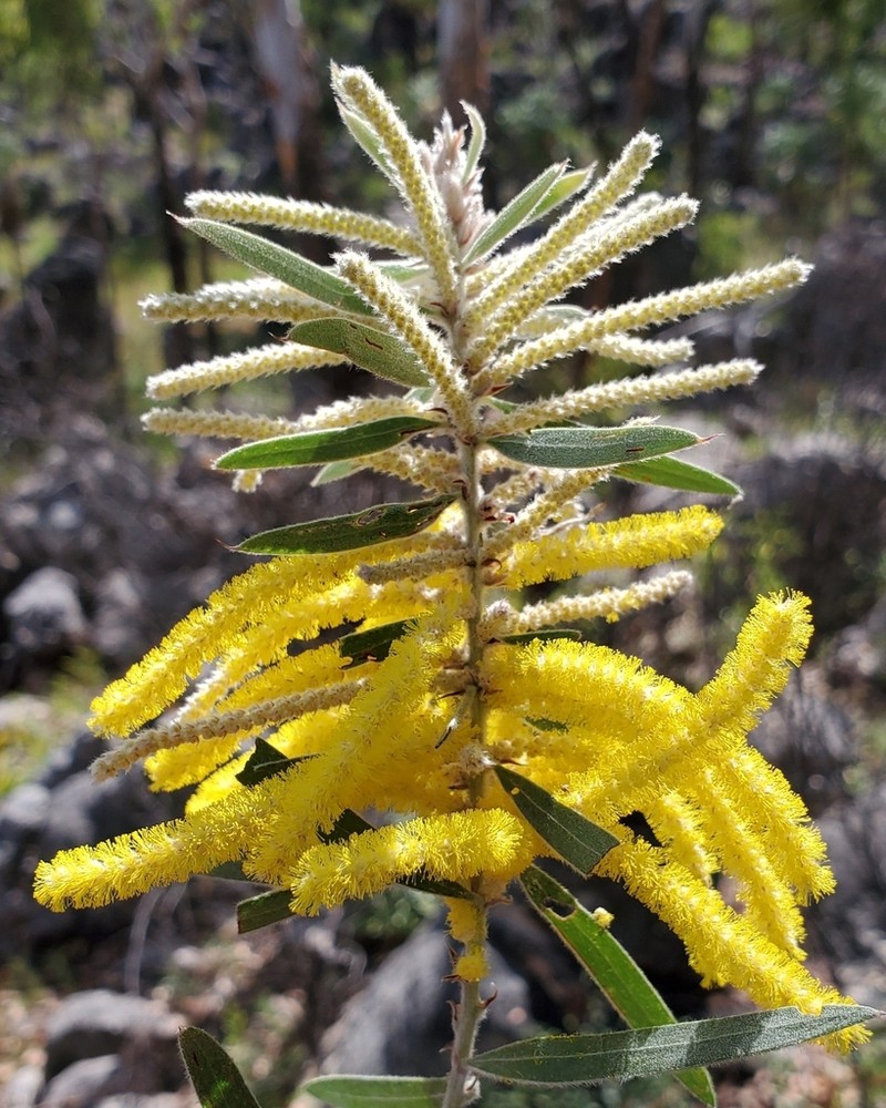 Acacia multistipulosa photo 3