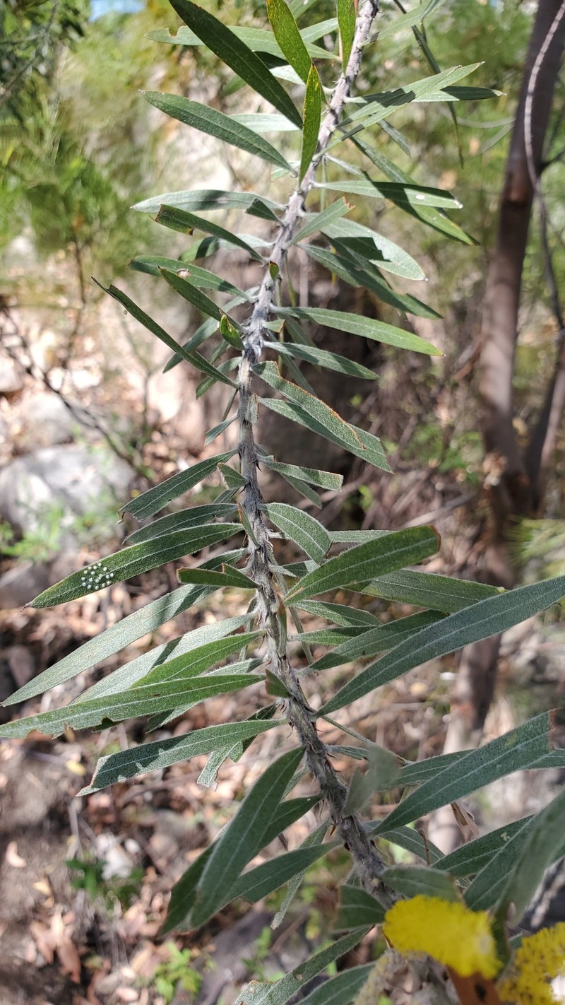 Acacia multistipulosa photo 5