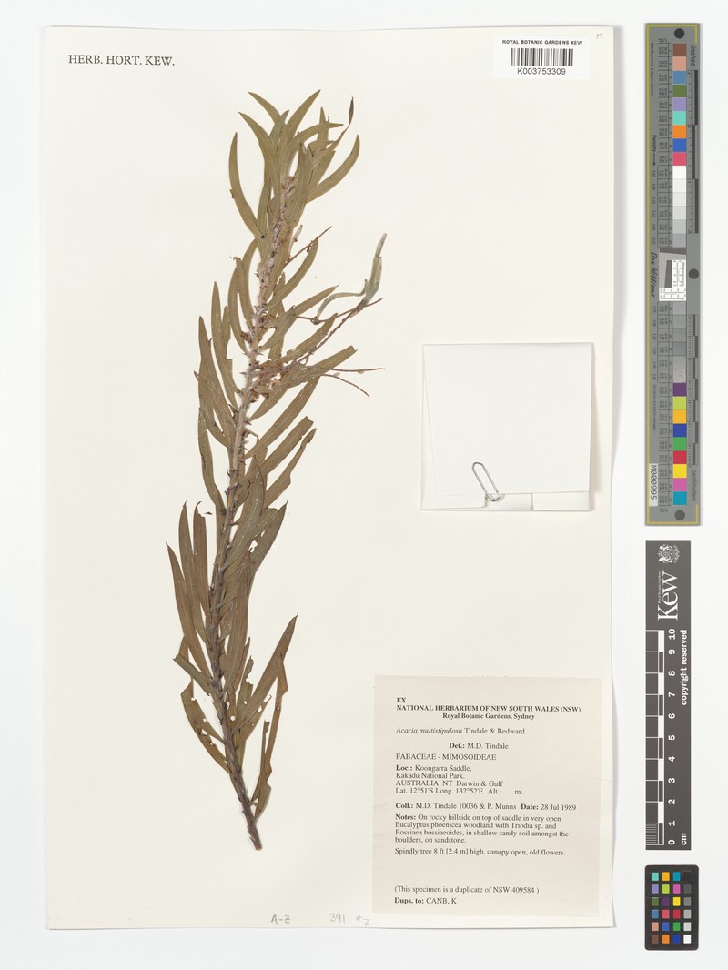 Acacia multistipulosa photo 6