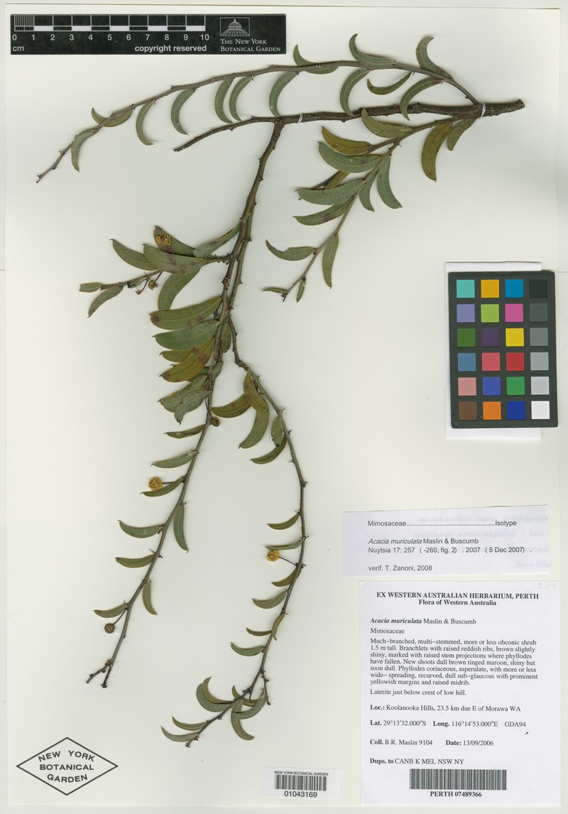 Acacia muriculata
