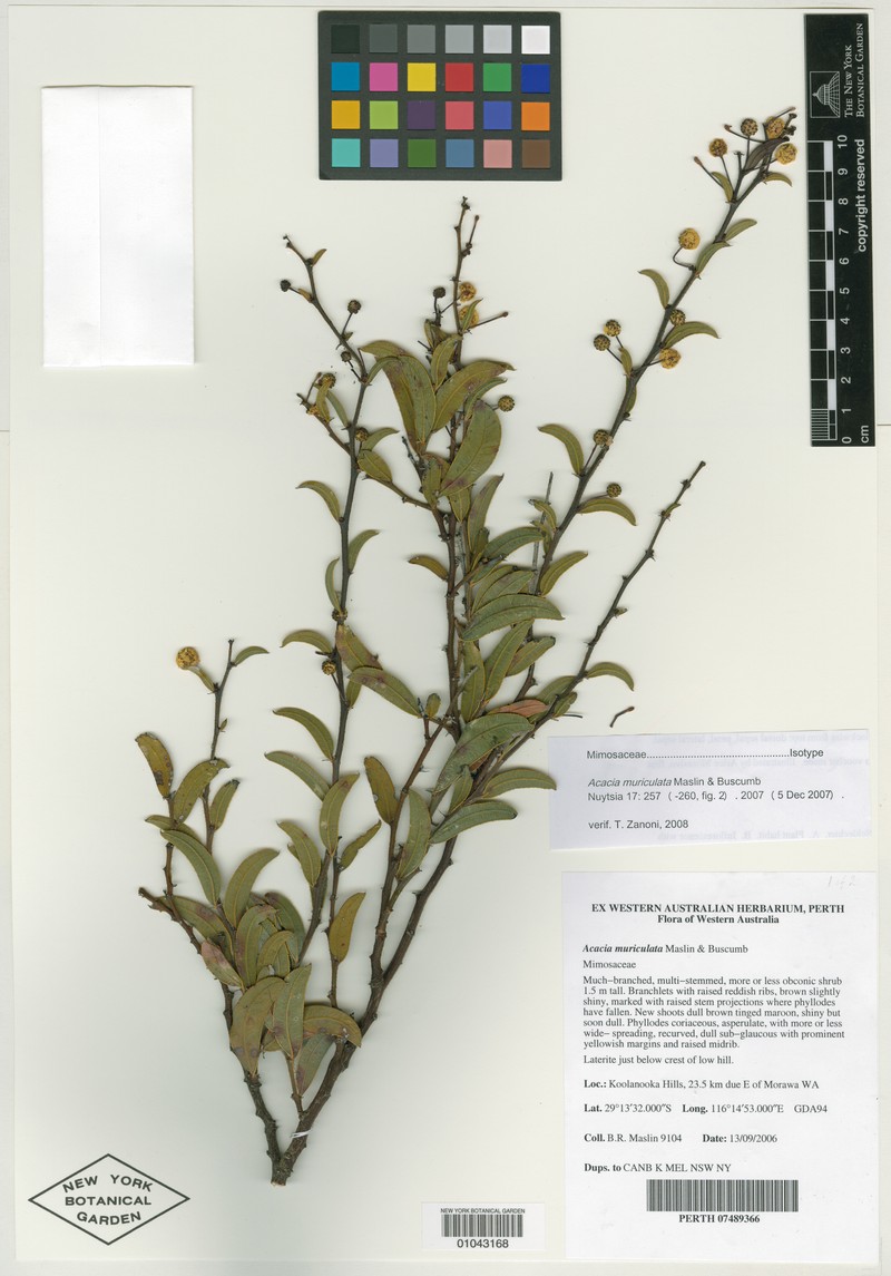 Acacia muriculata photo 2