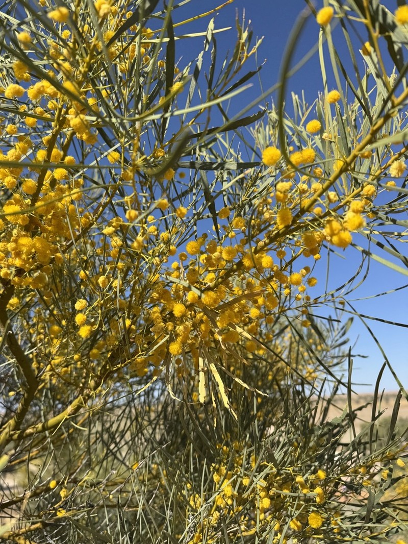 Acacia murrayana photo 2