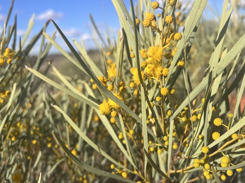 Acacia murrayana photo 3
