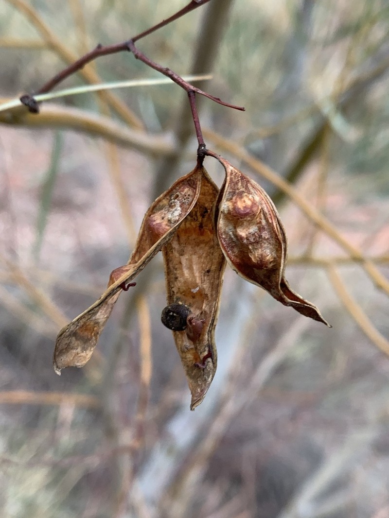 Acacia murrayana photo 4