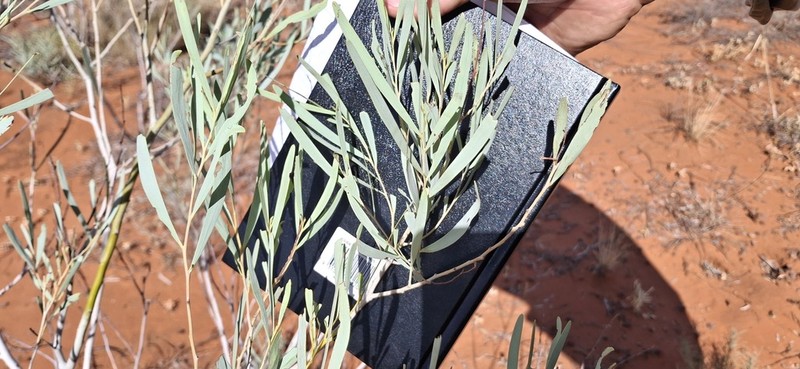 Acacia murrayana photo 5